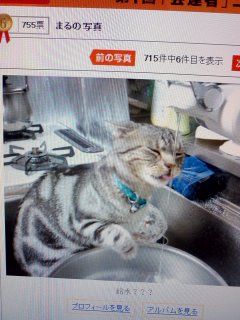 �߂����Ⴉ�킢��(o^��^o)